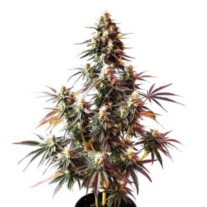 Pink Rozay Auto cannabis plant with dense frosty buds and purple hues