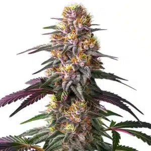 Pink Rozay x Strawberry Banana Auto cannabis strain with colorful resinous buds