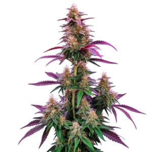Gros plan d’un plant de cannabis Pink Runtz aux bourgeons sucrés et résineux
