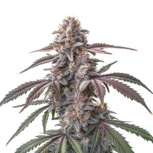 Grosse tête de cannabis Pinkman Goo recouverte de trichomes violets et orangés.