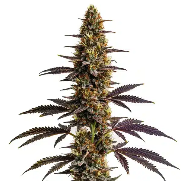 Platinum Cookies
