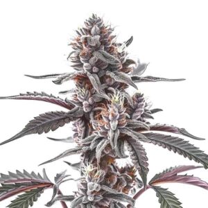 Plushberry Auto cannabis strain with dark purple buds and orange hairs