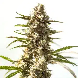 Cola de cannabis Power Plant avec de nombreux trichomes et des têtes denses.