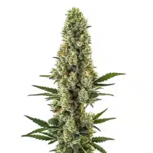 Powerplant Fast Version cannabis plant with dense resin-covered buds