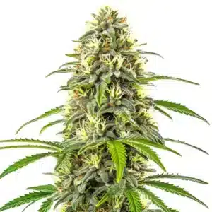 Plante de cannabis Pure Haze élancée avec de longues têtes résineuses.