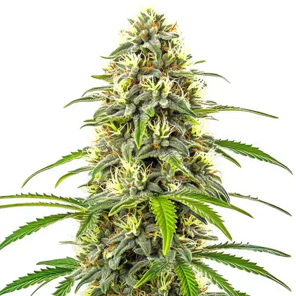 Pure Haze
