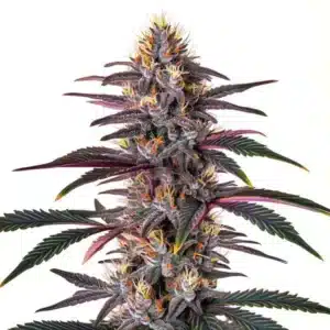 Grosse fleur compacte de cannabis Pure Indica riche en trichomes.