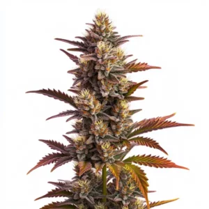 Bourgeon violet et vert de cannabis Purple Bubba Kush couvert de résine.