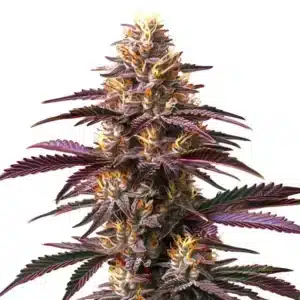 Fleur violette de cannabis Purple Gelato avec pistils orange vif.