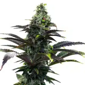 Purple Gelato Auto cannabis plant with frosty trichomes and purple shades