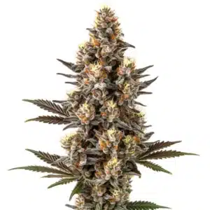 Tête de cannabis Purple Gelato Lemon Bean avec trichomes denses, reflets pourpres et feuilles vert foncé.