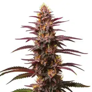 Purple Kush Auto cannabis plant with dense purple buds and frosty coating