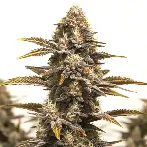 Plante Purple Kush x Mazar avec des nuances violettes et des têtes très résineuses.