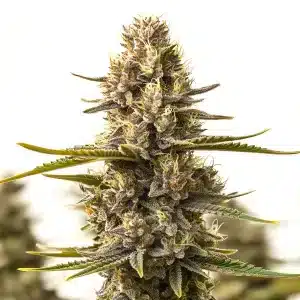 Fleur de cannabis Purple Kush x White Russian avec des tons violets et une forte couche de résine.
