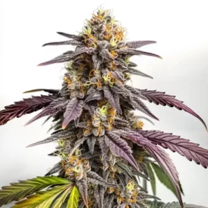 Tête de cannabis Purple Lemon aux nuances violettes et vertes.