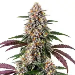 Grosse tête violette de cannabis Purple Punch recouverte de résine.