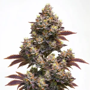 Purple Punch Auto cannabis strain with thick purple buds and trichomes