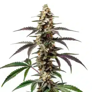 Plante de cannabis Purple Punch F1 en floraison avec colas allongés et feuilles aux teintes pourpres