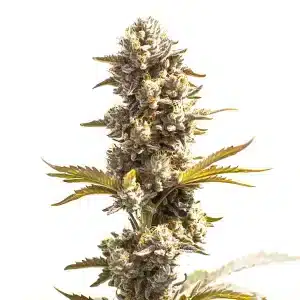 Gros plan d’une plante de cannabis Purple Punch x Do-Si-Dos avec des têtes denses, givrées et aux nuances violettes.