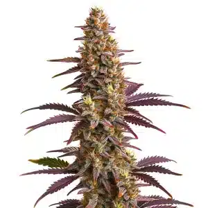 Purple Sunset Auto cannabis plant with colorful sunset-like hues