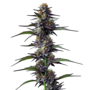 Plante de cannabis Purple Thai avec fleurs violettes denses et pistils orangés.