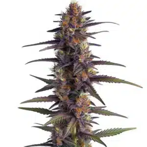 Plante de cannabis Purple Thai Regular avec de longues colas et des teintes violettes profondes