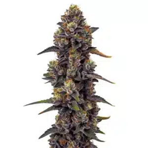 Tête de cannabis Purple Urkle aux tons violets foncés avec pistils orange et trichomes brillants.