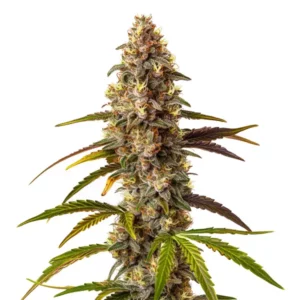 Quarter Pounder Auto cannabis strain with tall structure and heavy resin production.
