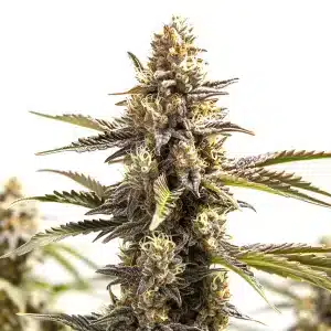 plante de cannabis RS11 x Apple Fritter avec cola allongée