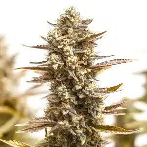plante de cannabis RS11 x Candy Rain aux têtes compactes
