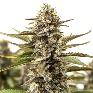 plante de cannabis RS11 x Cereal Milk couverte de trichomes