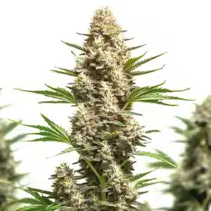 plante de cannabis RS11 x Chemdog 4 aux fleurs épaisses