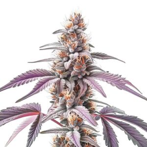 Plante de cannabis Rainbow avec bourgeons denses et feuilles colorées.