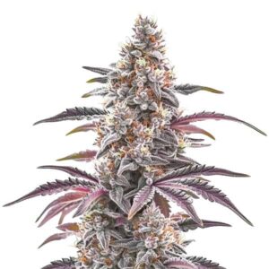 Plante de cannabis Rainbow Chip F2 Regular en pleine floraison avec des têtes givrées