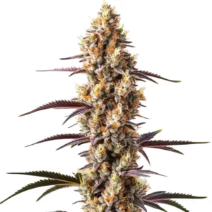 Plante Rainbow Kush aux couleurs multiples et fleurs résineuses.