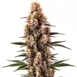 Rainbow Kush Auto cannabis plant with multi-colored leaves and resinous buds.