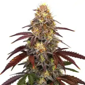 Red Devil Auto cannabis plant with deep red hues and compact buds.