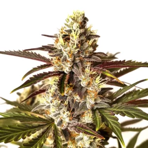 Gros plan de la variété Red Dragon montrant des têtes denses et givrées avec des pistils orange et des feuilles vertes et violettes.