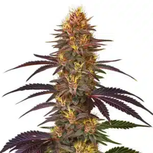 Red Gorilla Auto cannabis strain with frosty buds and red-tinted leaves.