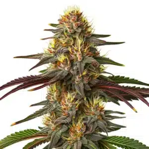Red Kush Auto cannabis plant with dense red-tinged buds and orange pistils.