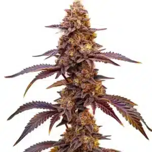 Tête de cannabis Red Skunk Kush aux tons violets profonds et pistils orange
