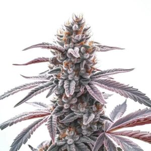 Tête de cannabis Rotten Zkittlez avec des tons violets intenses et des pistils orange vif.
