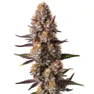 Plante de cannabis Rude Boy OG avec des têtes épaisses recouvertes de résine brillante.