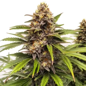 Runtz Auto cannabis plant with dense purple buds and frosty trichomes