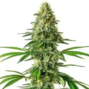 Gros plan de la variété Santa Muerte avec des bourgeons denses recouverts de trichomes.