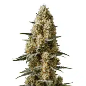 Sherbet Auto cannabis plant with colorful buds and orange hairs