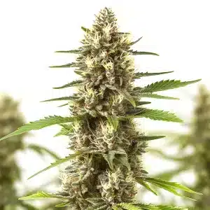 Cola de cannabis Sherbet Kush avec des têtes colorées et givrées aux pistils orange.