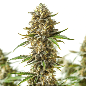 Fleur de Shiskaberry Autoflower avec trichomes abondants et tons violets.