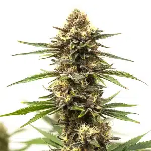 Tête de cannabis Shiskaberry Cake en pleine floraison avec trichomes denses et pistils vifs.