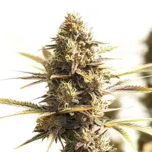 Fleur de cannabis Shiskaberry Cookies avec trichomes givrées et nuances violettes.